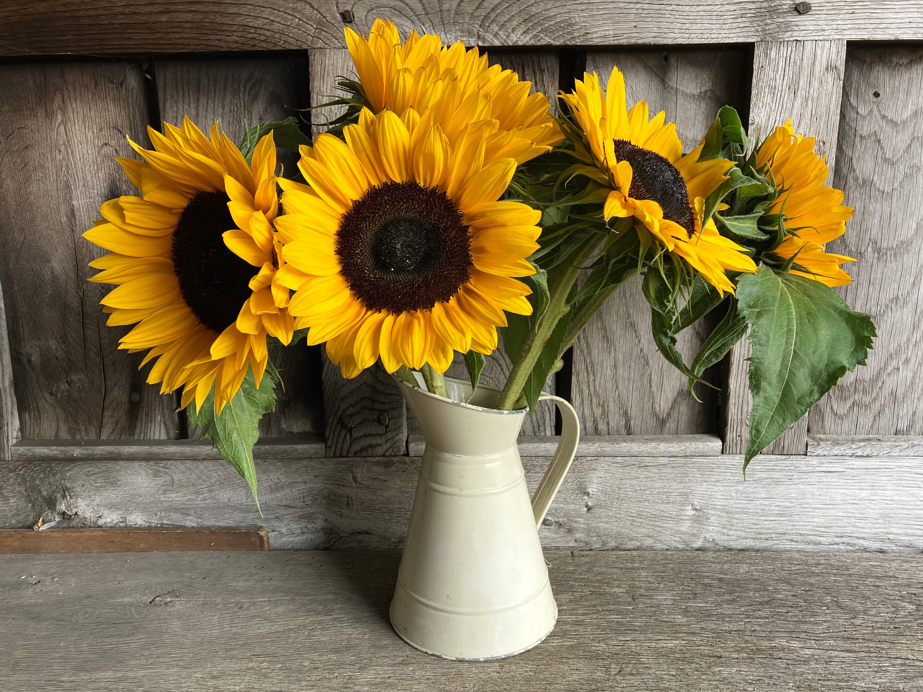 Photo of sunflowers taken with the iPhone SE (2022).