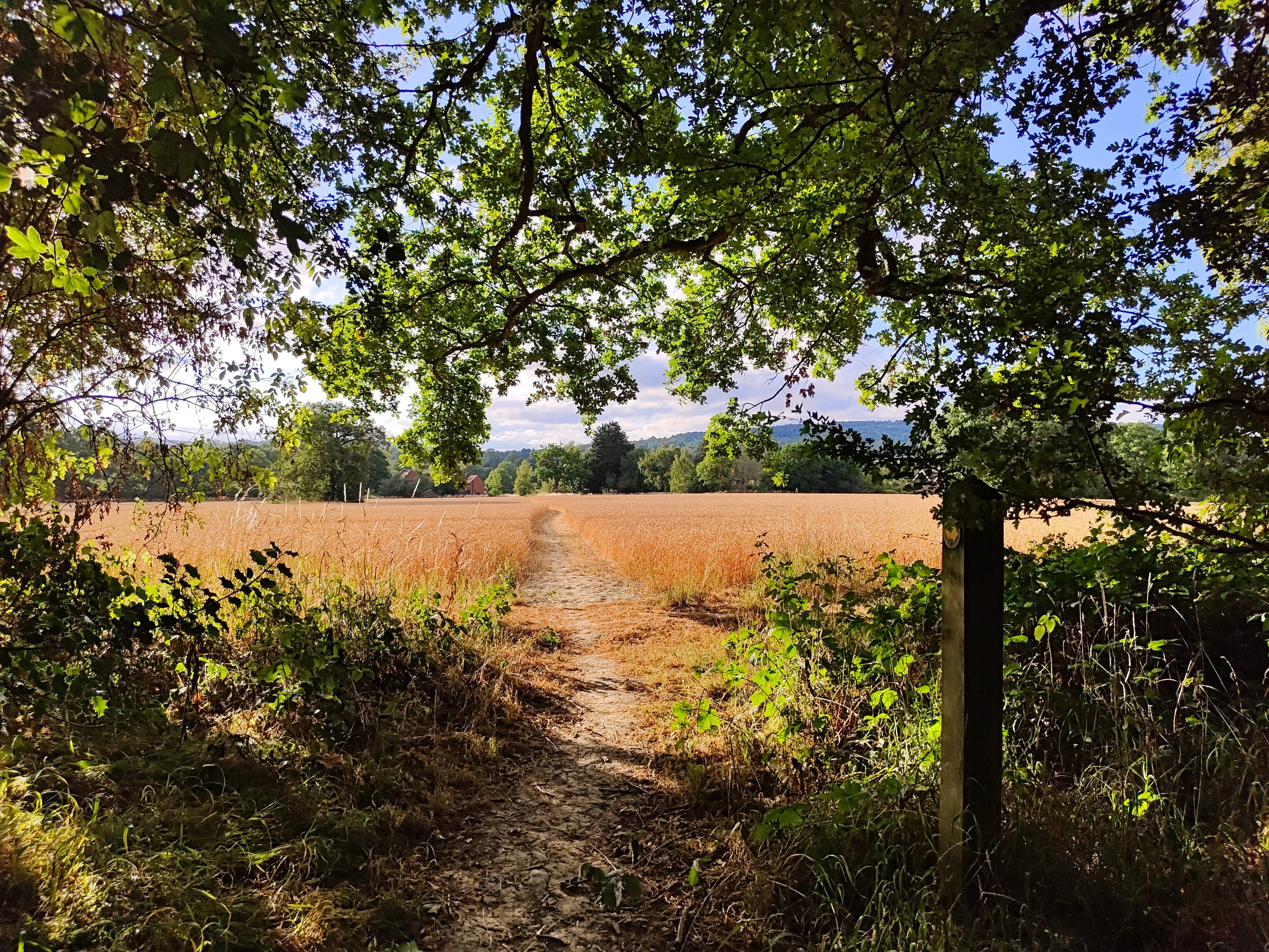 Photo of a field taken with the iQoo 9T.