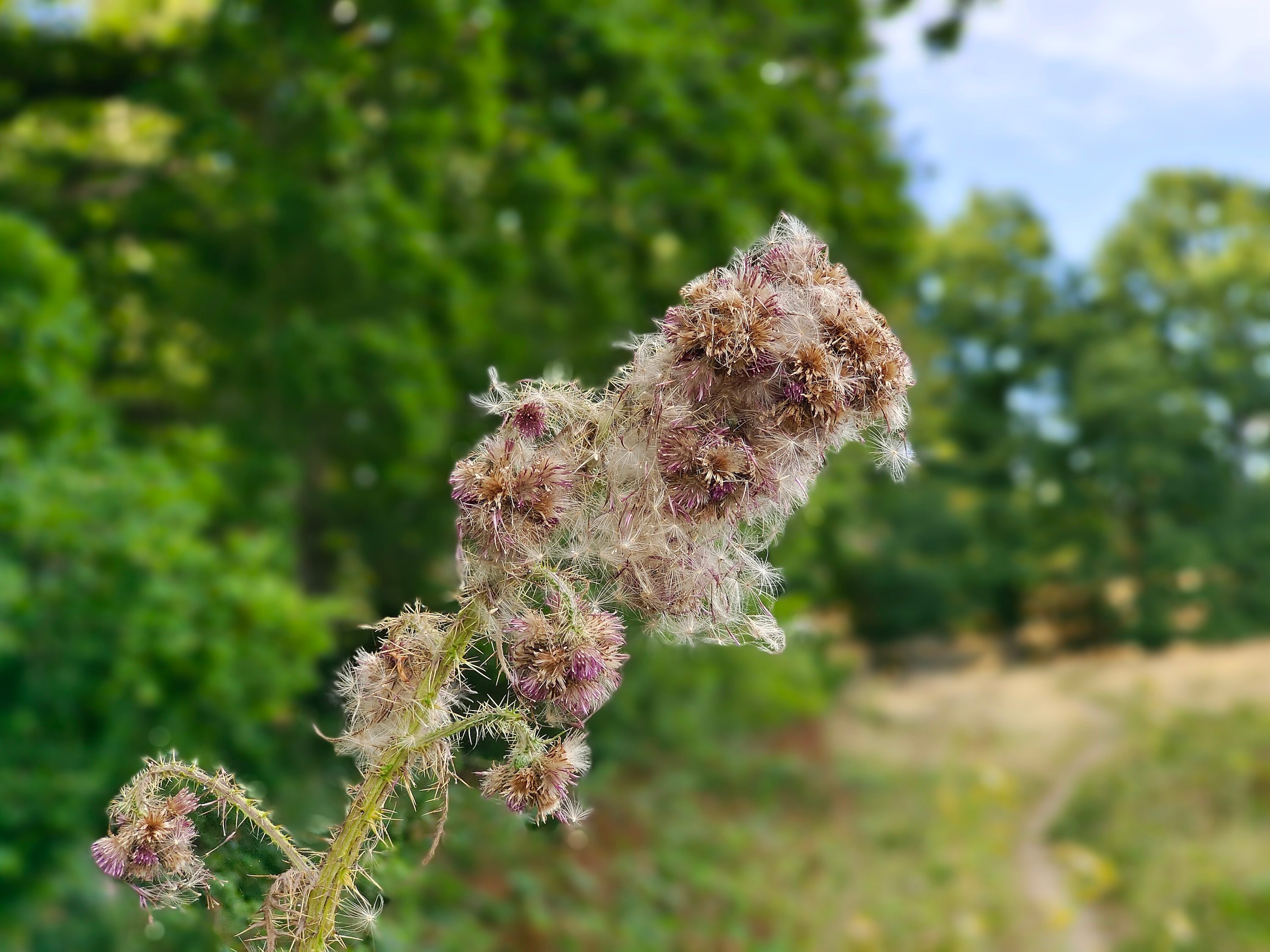Portrait mode photo taken with the iQoo 9T.