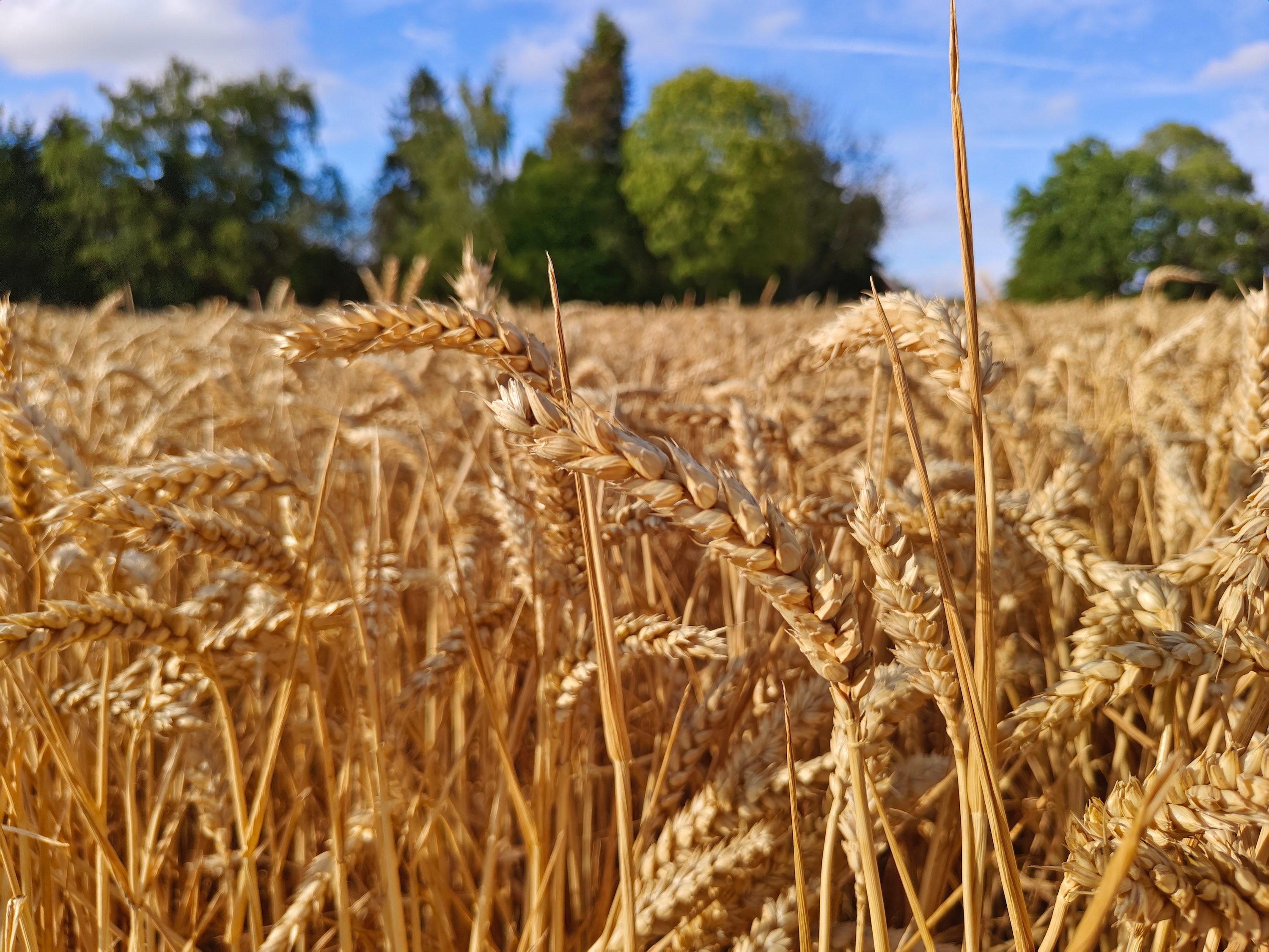 Photo of wheat taken with the iQoo 9T.