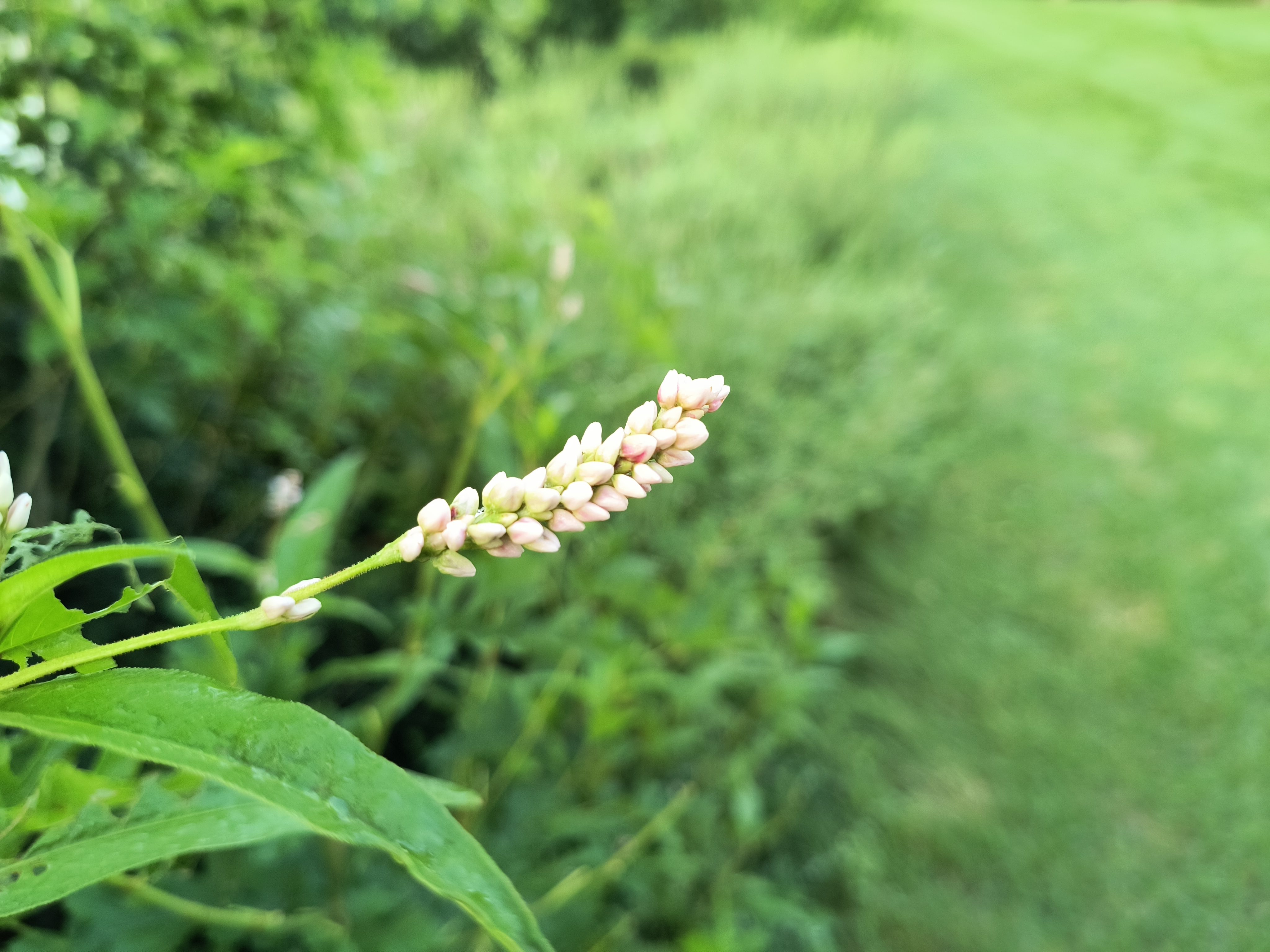 Camera sample of a plant from the Motorola Edge (2022).