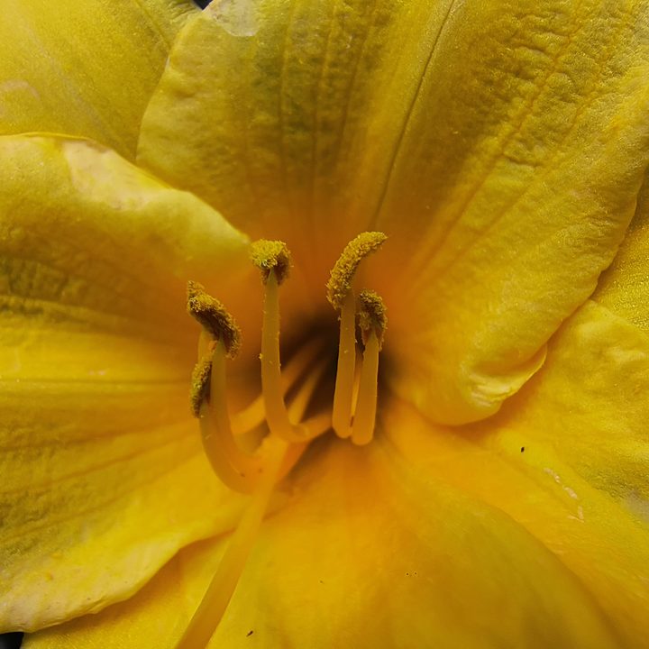 Camera sample of pollen in the center of a flowerfrom the Motorola Edge (2022).