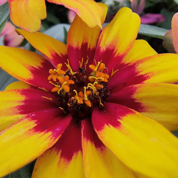 Camera sample of pollen in the center of a flowerfrom the Motorola Edge (2022).