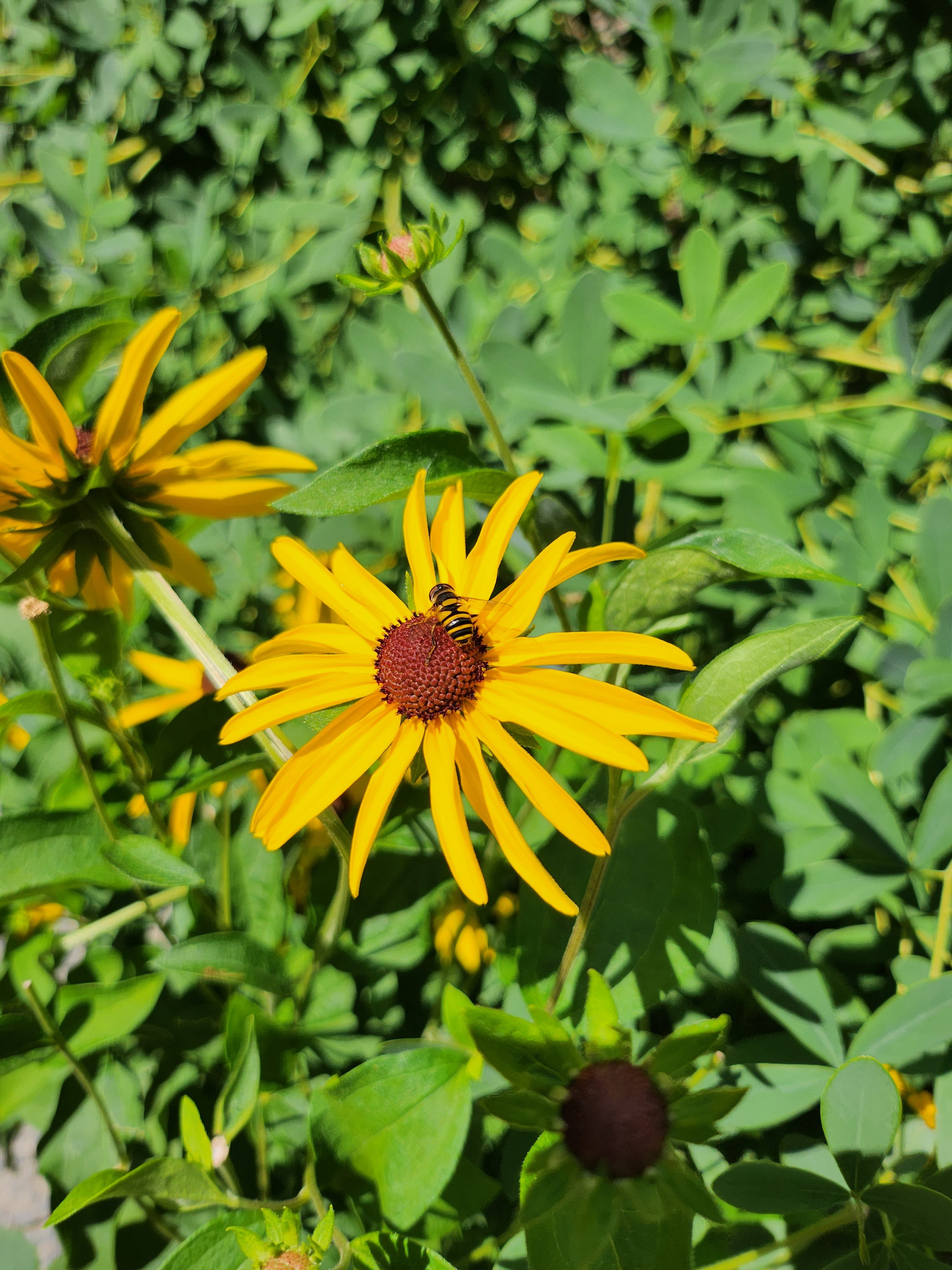 Photo of a yellow flower with a bee on it.