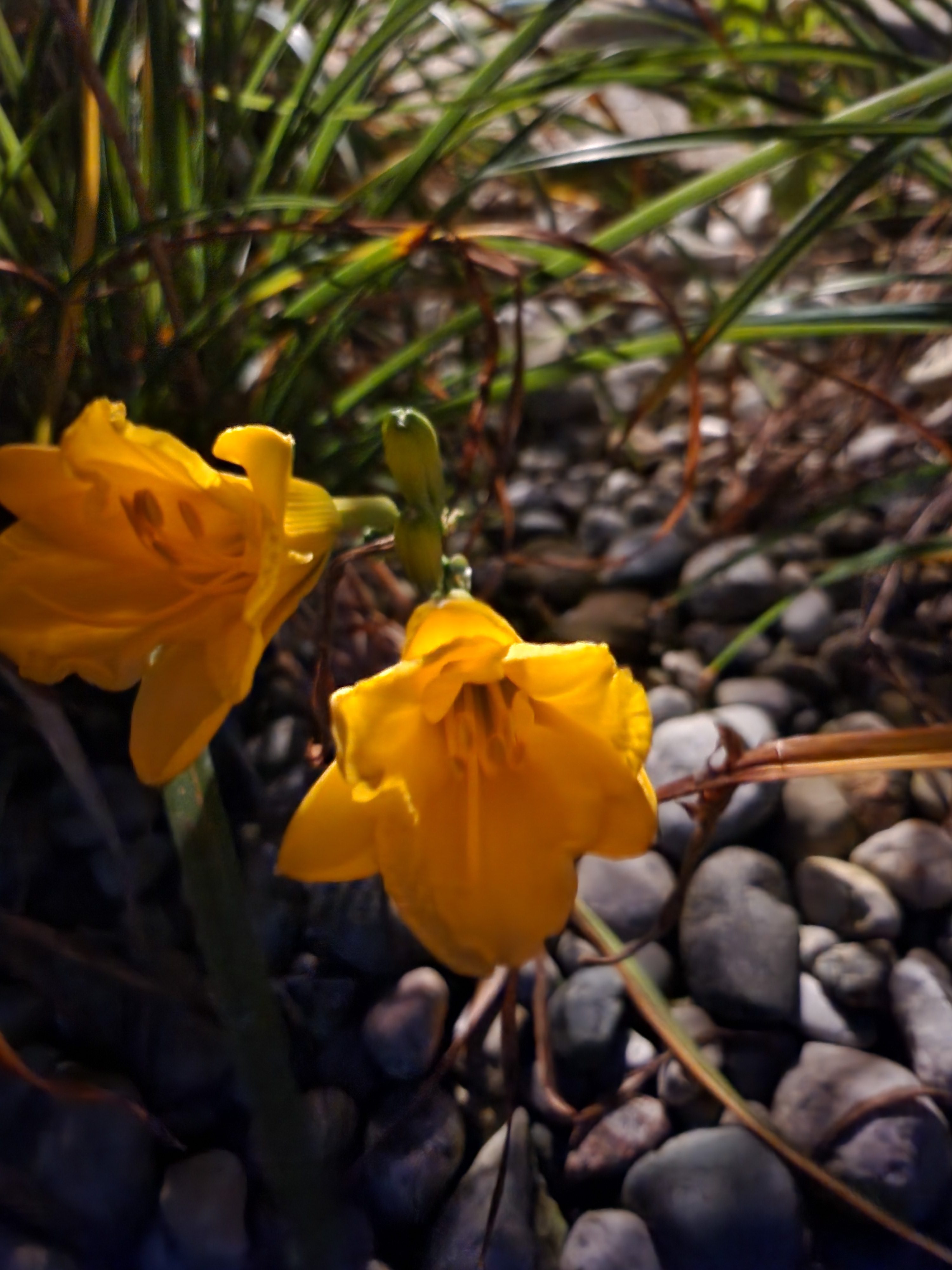 Photo of yellow flowers, taken late at night.