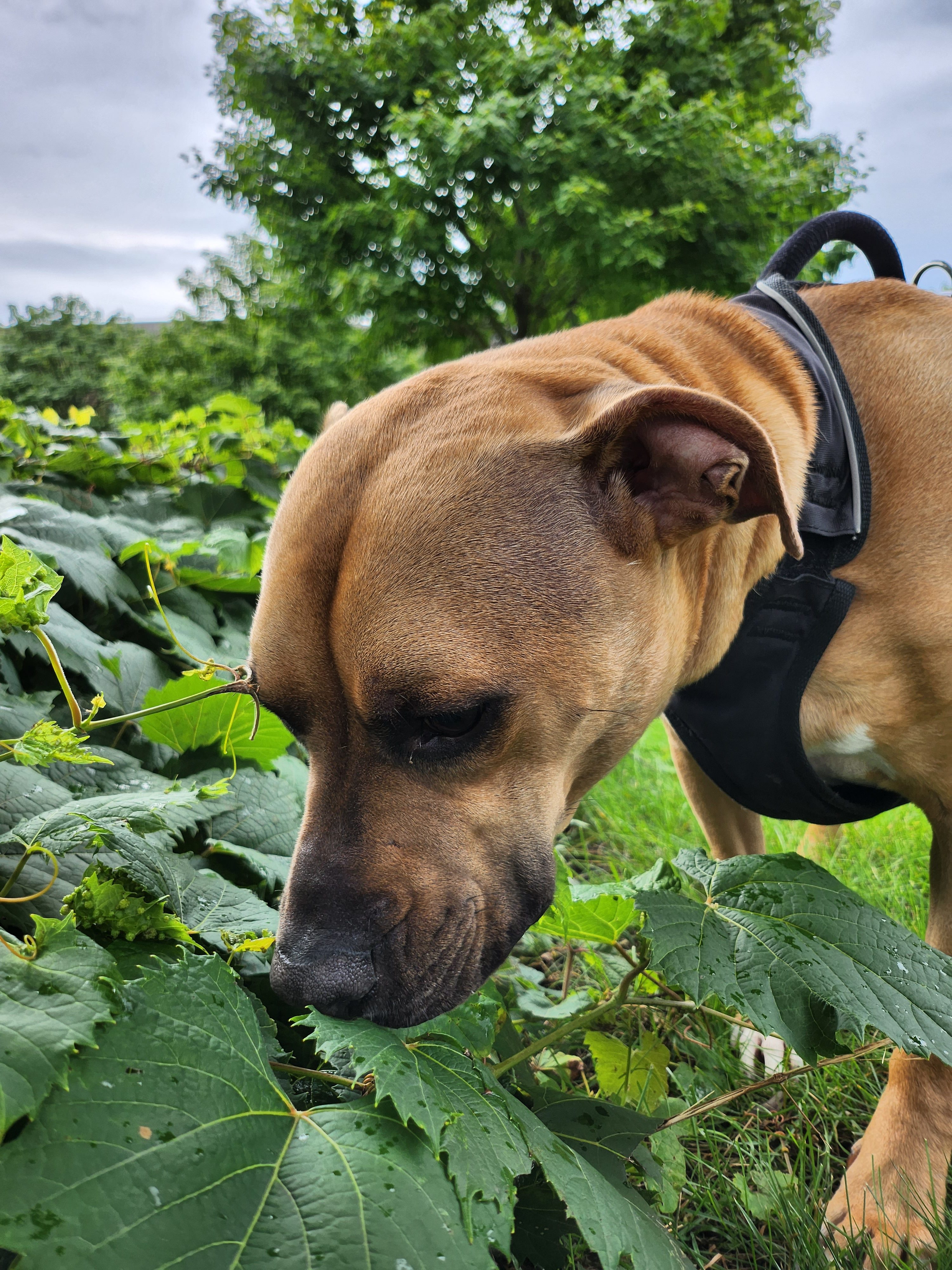 Photo of a dog sniffing grass, taken with the Galaxy Z Flip 4.
