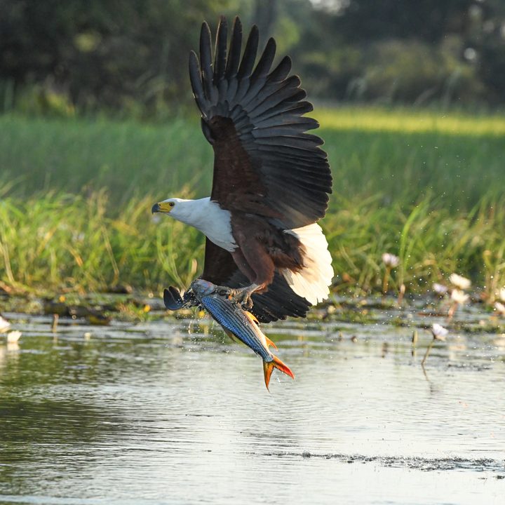 An eagle catches a fish in a scene from Super/Natural.