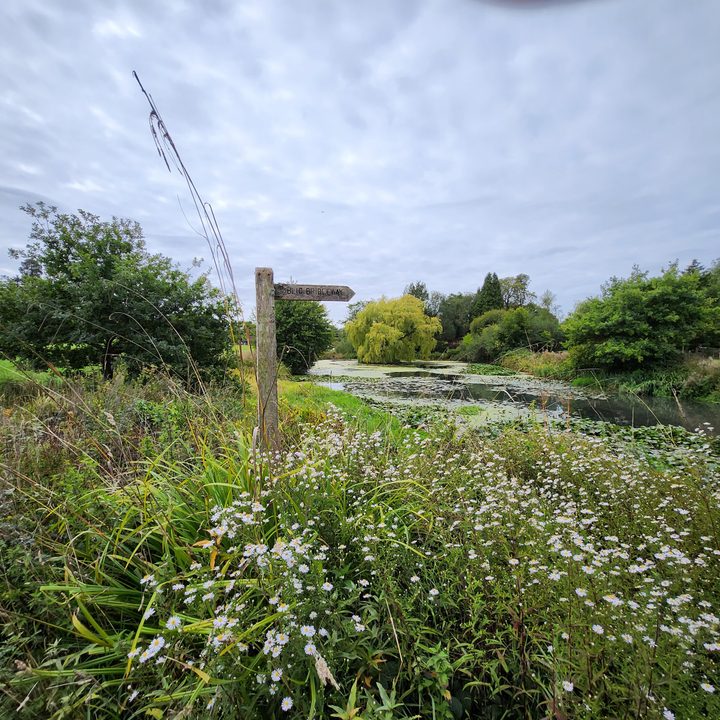 Samsung Galaxy Z Flip 4 wide-angle photo.