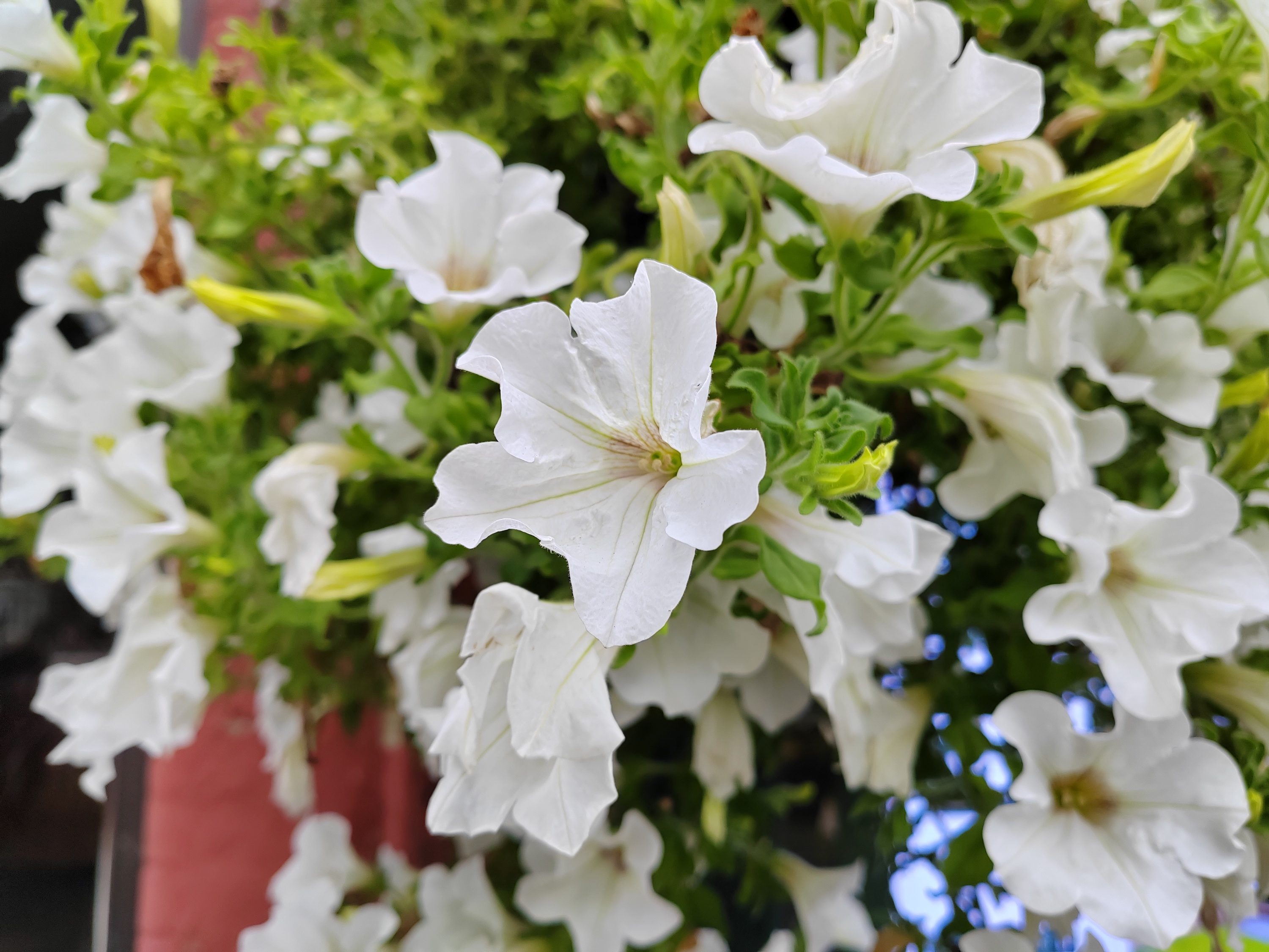Honor 70 main camera photo.
