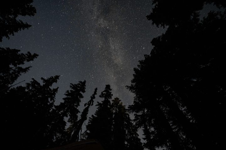 Dark trees and the night sky with stars and the milky way.