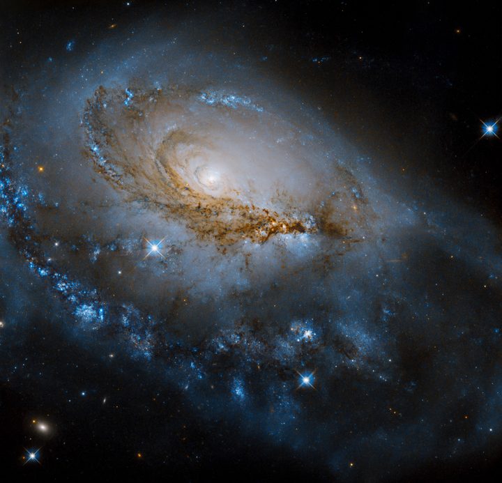 The galaxy NGC 1961 unfurls its gorgeous spiral arms in this newly released image from NASA’s Hubble Space Telescope. Glittering, blue regions of bright young stars dot the dusty spiral arms winding around the galaxy’s glowing center.