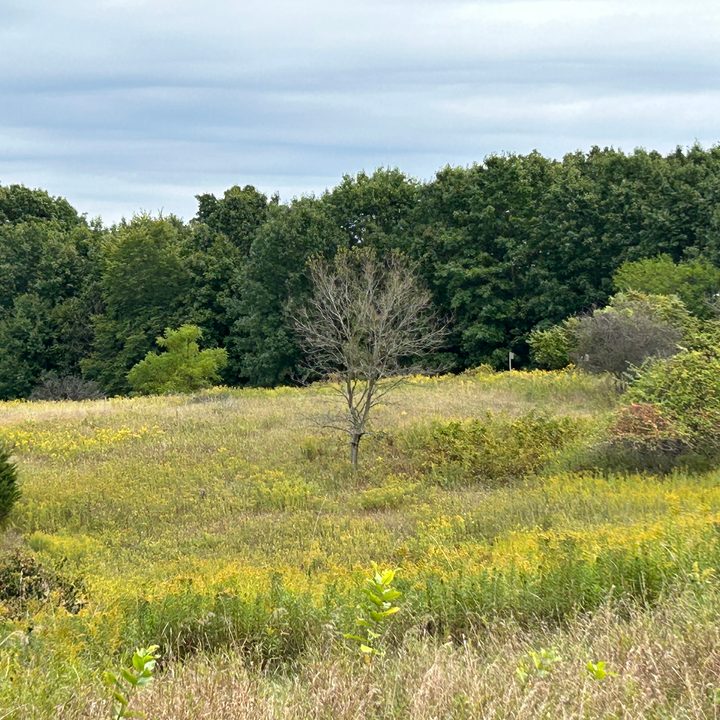 A 3x zoom photo from the iPhone 14 of an open field.