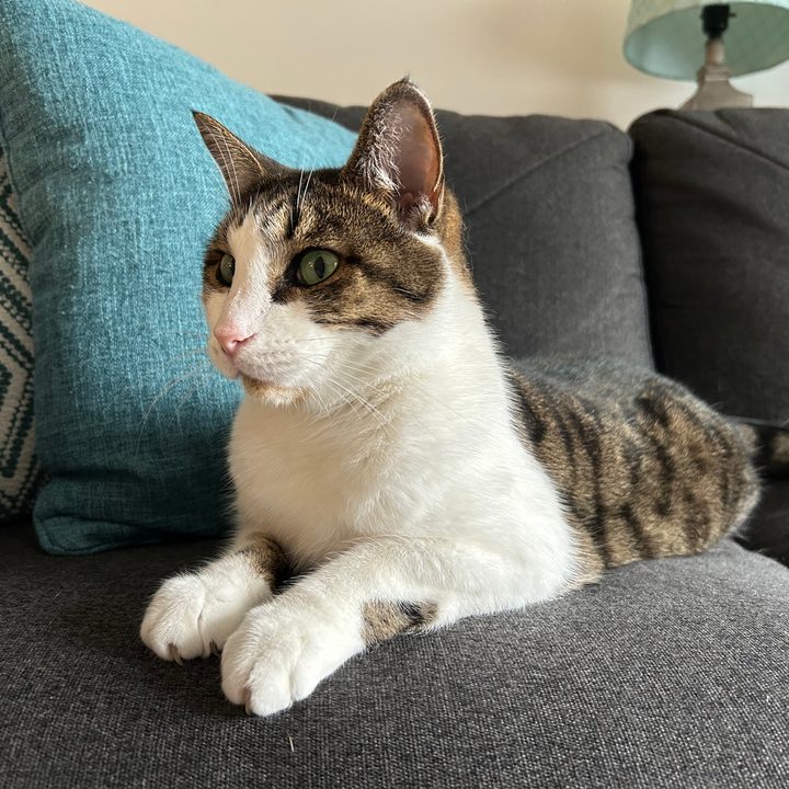 A photo of a cat, taken by the iPhone 14.