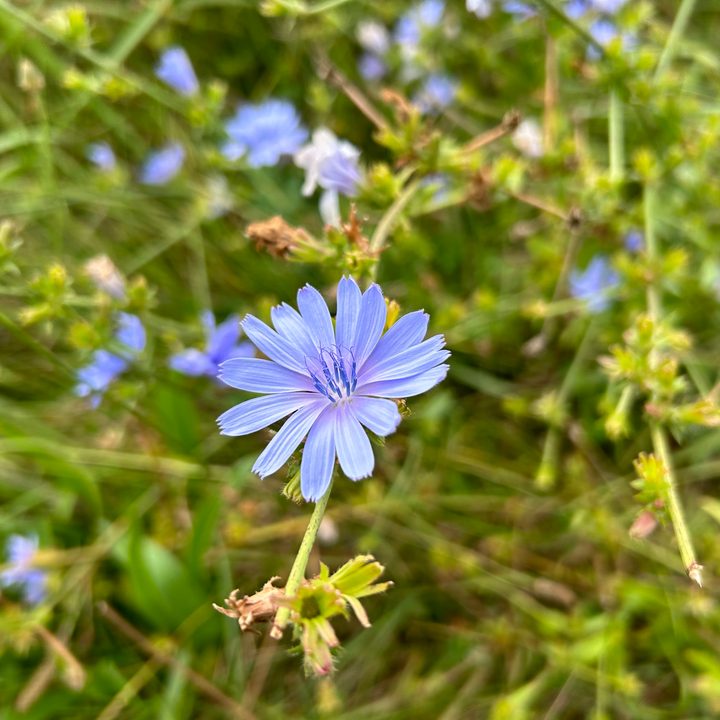 A photo of a flower, taken by the iPhone 14.