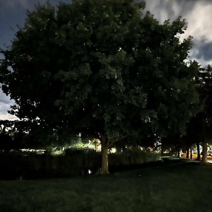 Photo of a tree at night, taken with the iPhone 14.