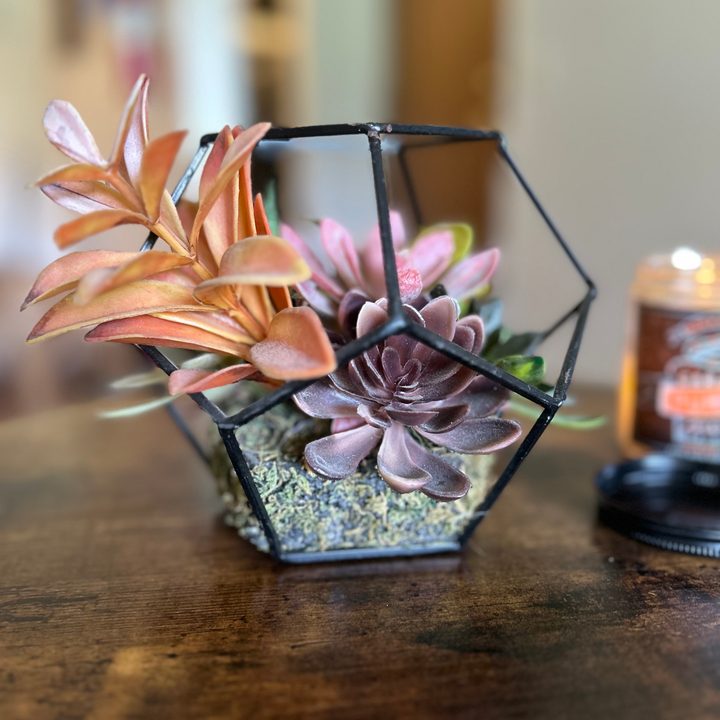 Portrait mode photo of a succulent, taken with the iPhone 14.