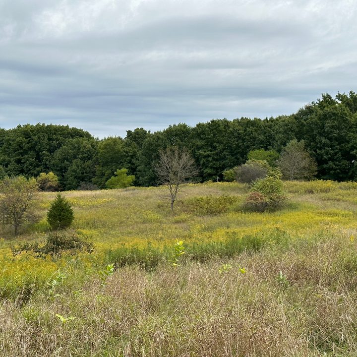 A 2x zoom photo of an open field from the iPhone 14 Pro.