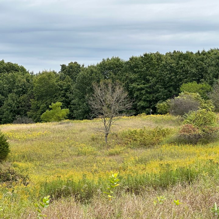 A 3x zoom photo of an open field from the iPhone 14 Pro.