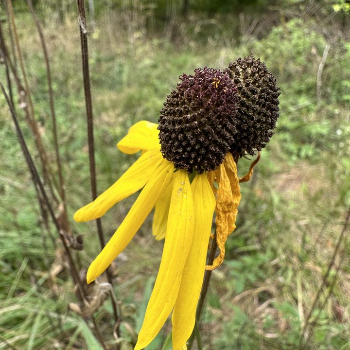Macro photo of a flower, taken with the iPhone 14 Pro.