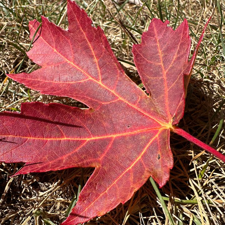 Macro photo of a leaf, taken with the iPhone 14 Pro.