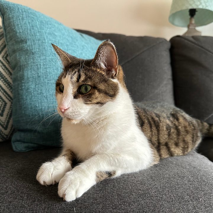 A photo of a cat, taken by the iPhone 14 Pro.