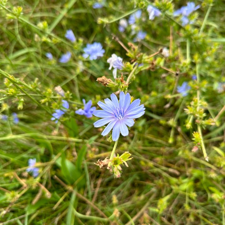A photo of a flower, taken by the iPhone 14 Pro.