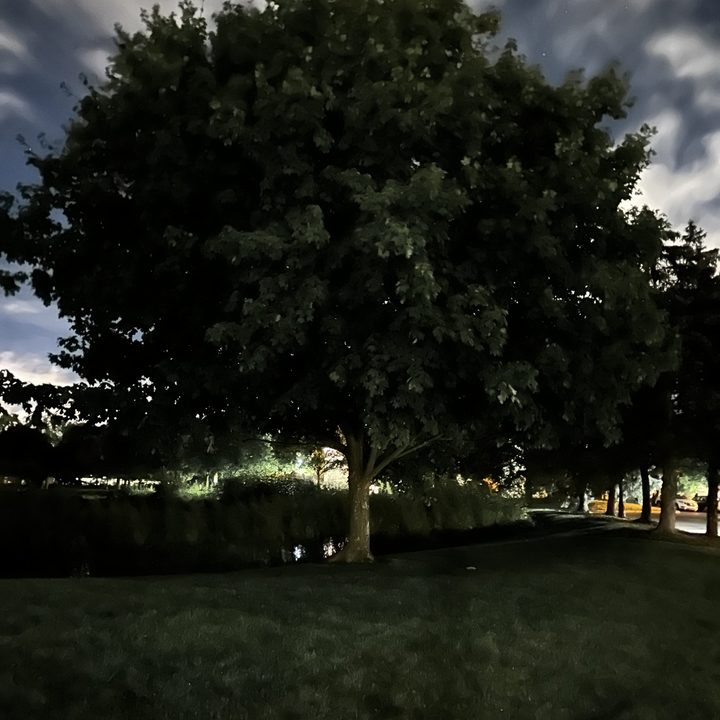 Photo of a tree at night, taken with the iPhone 14 Pro.