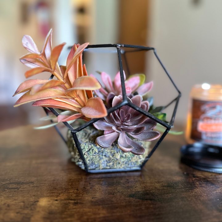 Portrait mode photo of a succulent, taken with the iPhone 14 Pro.