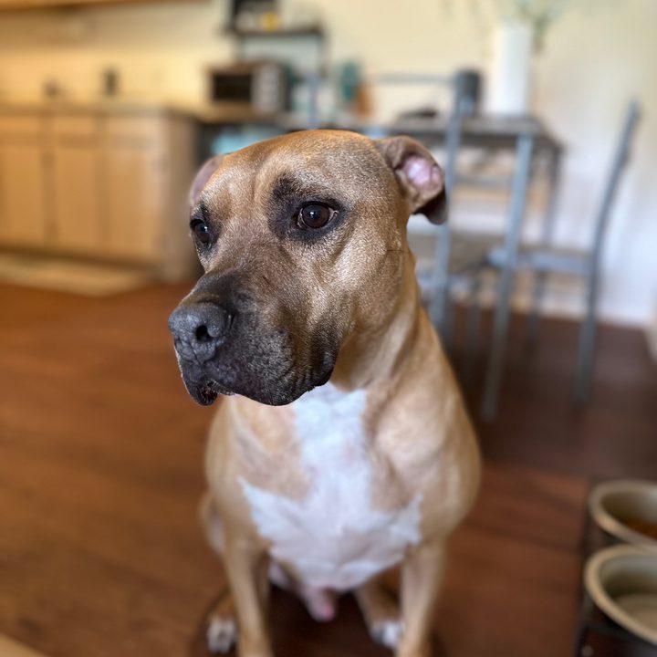 Portrait mode photo of a dog, taken with the iPhone 14 Pro.