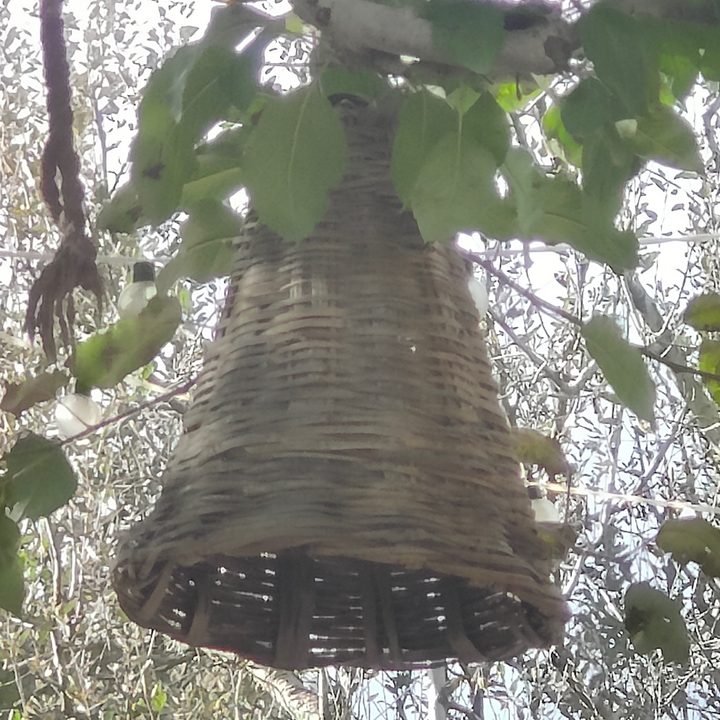 10x zoom shot captured by OnePlus 10 Pro.