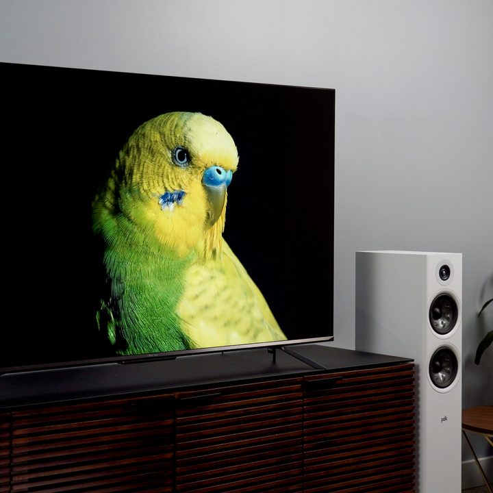 Hisense U7H with bright green and yellow parakeet on black backfround, showing color and contrast performance.