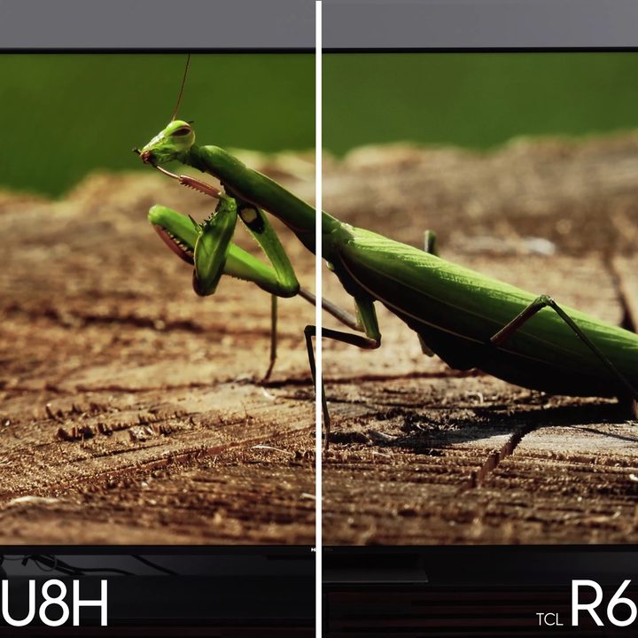 Side by side comparison of images of a praying mantis on a Hisense U8H vs TCL 6-Series R655.