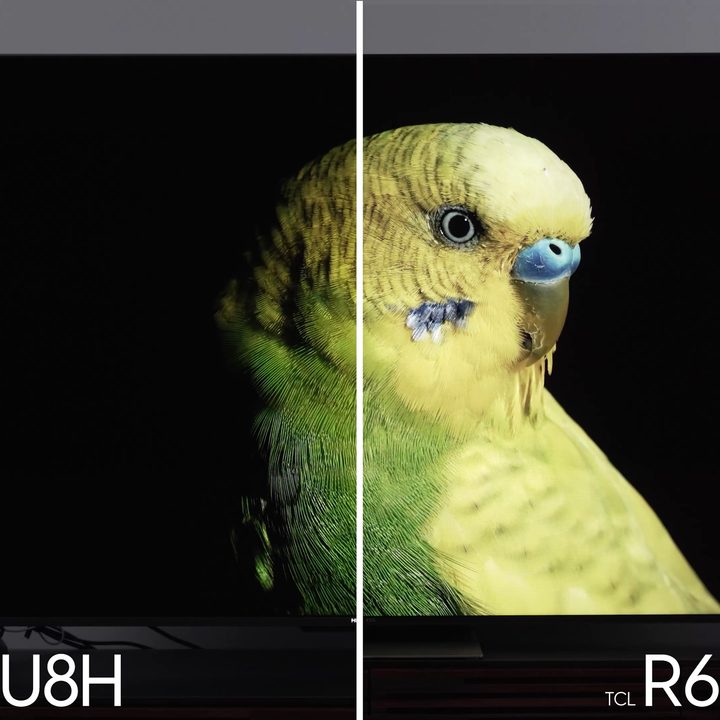 Side by side comparison of a parakeet's color on theHisense U8H vs TCL 6-Series R655.