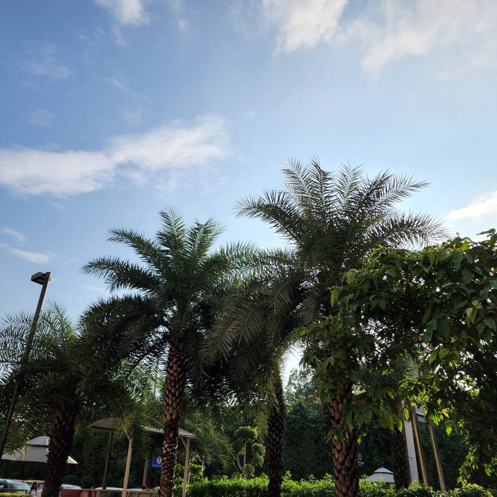 Trees