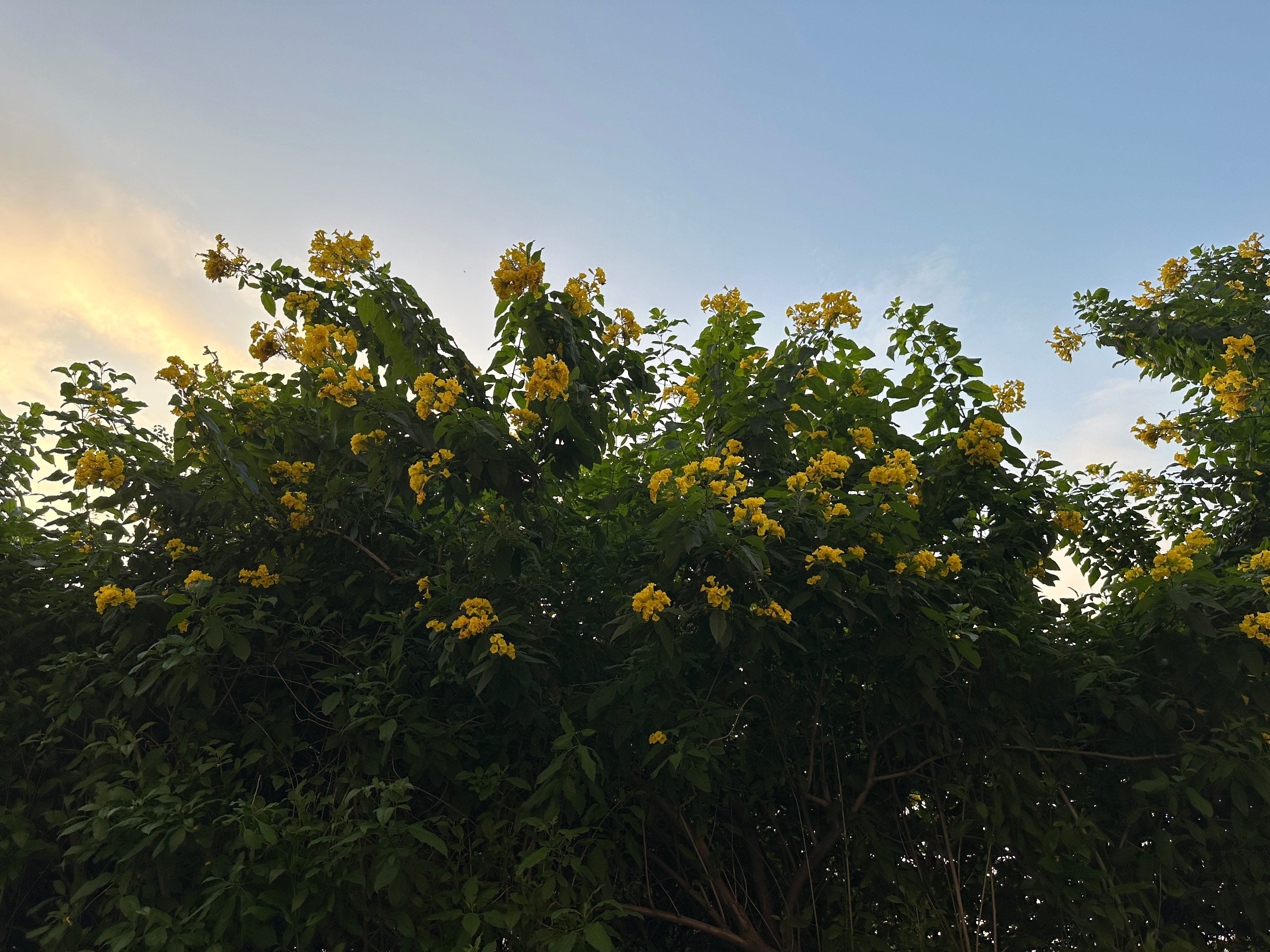 Yellow flowers in sunset.