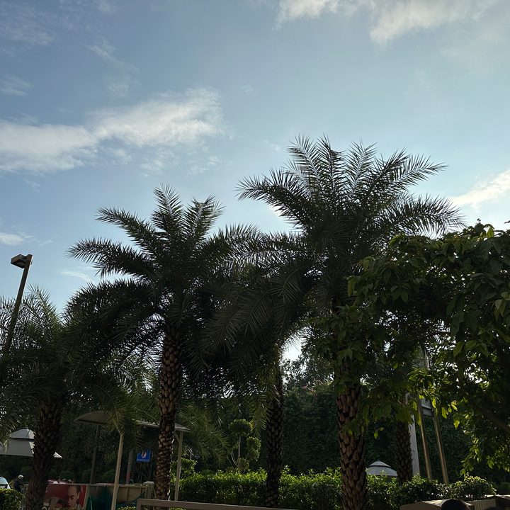 Trees