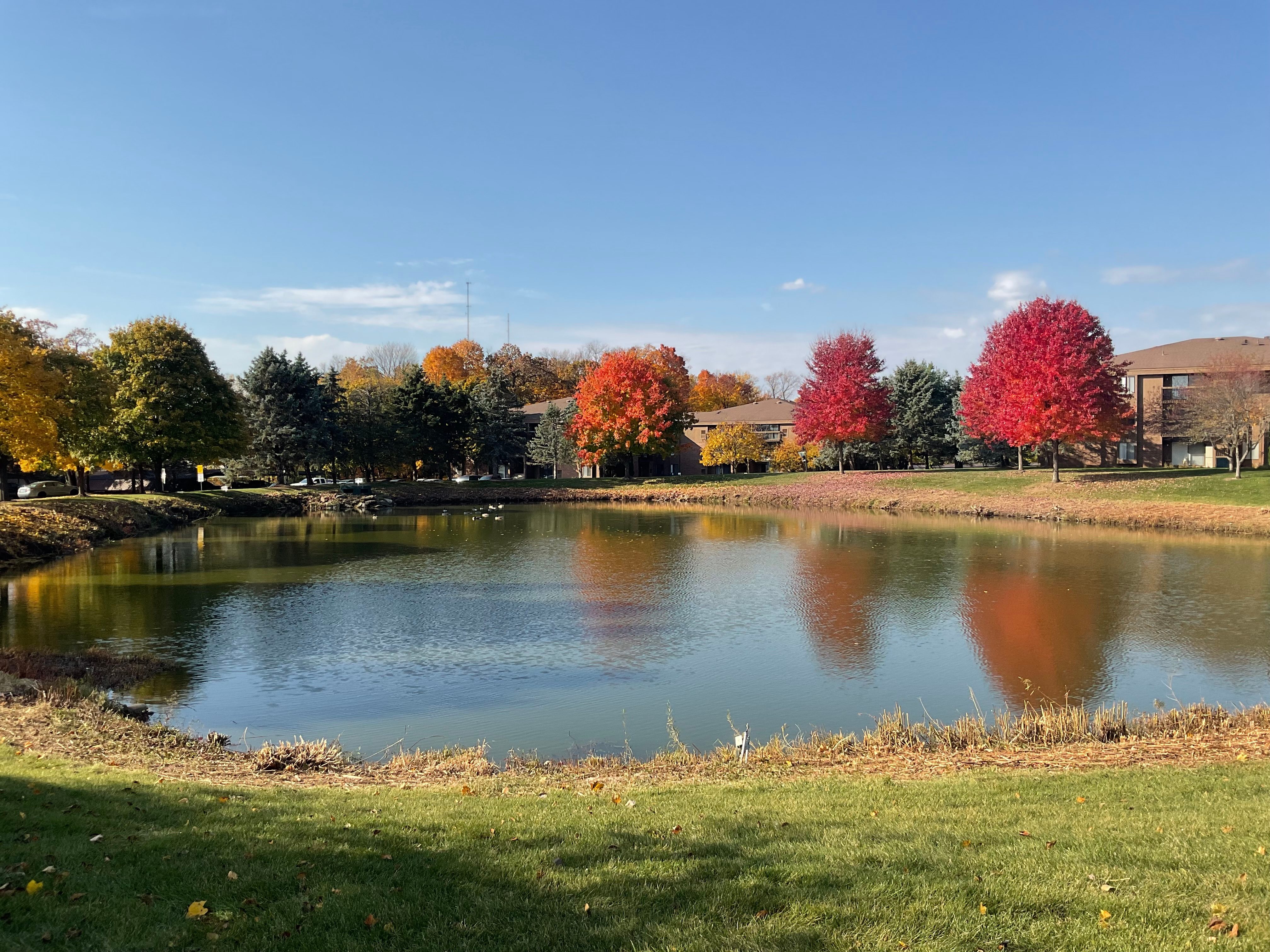 A photo of a small pond and trees with fall-colored leaves, taken with the iPad (2022).