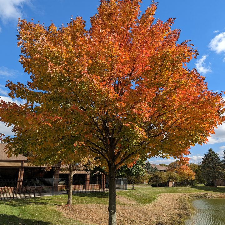 Photo of a tree with bright orange leaves, taken with the Pixel 7 Pro.