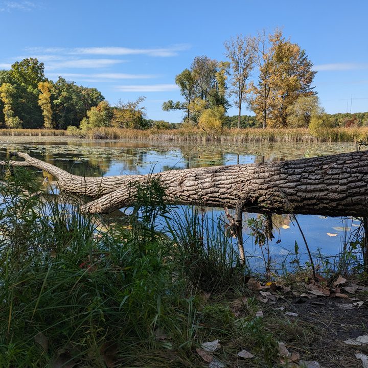 Photo of a downed tree by a lake, taken with the Pixel 7 Pro.