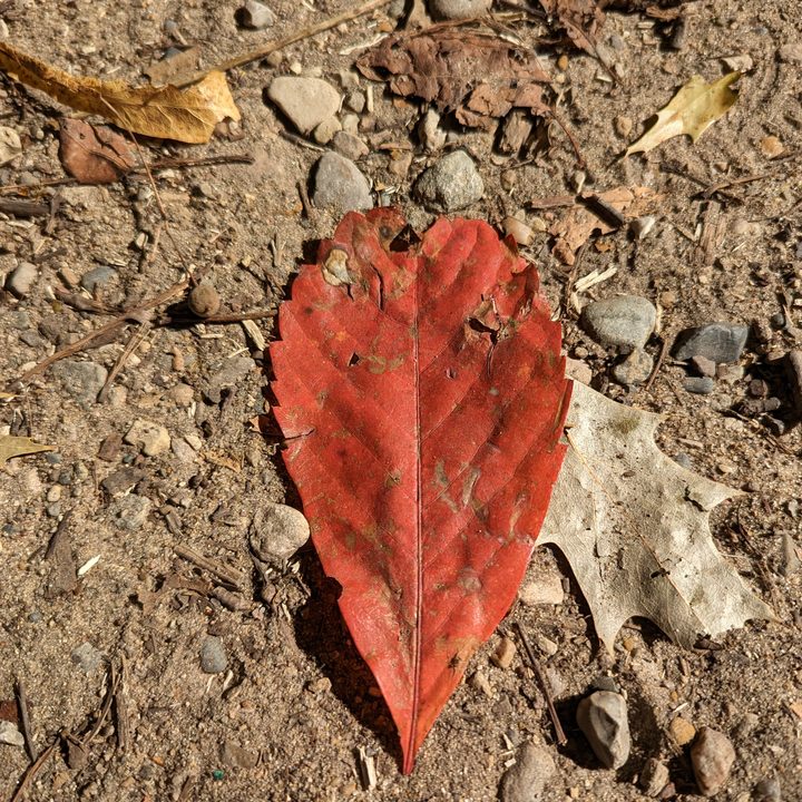 Photo of a red leaf, taken with the Pixel 7 Pro.