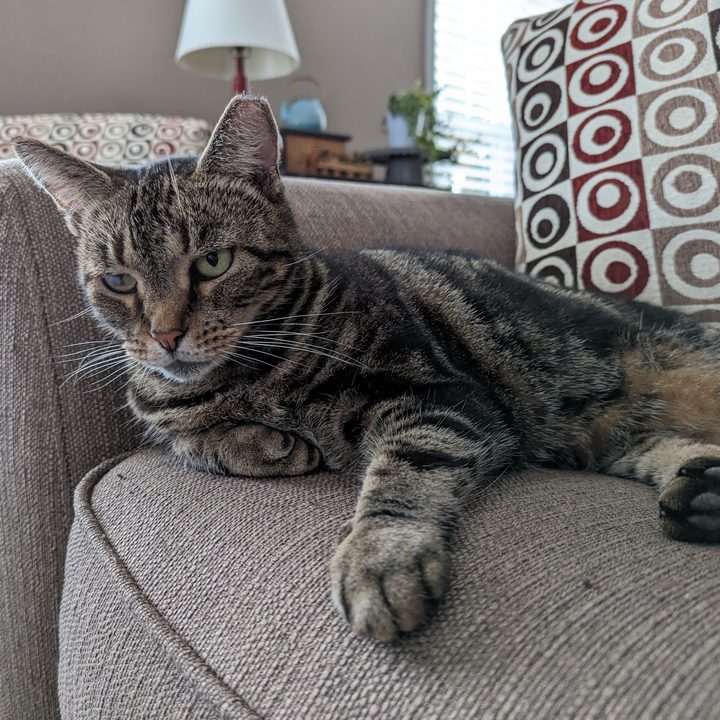 Photo of a cat on a couch, taken with the Pixel 7 Pro.