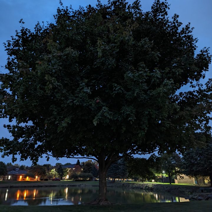 A photo of a tree in the dark, taken with the Google Pixel 7 Pro.