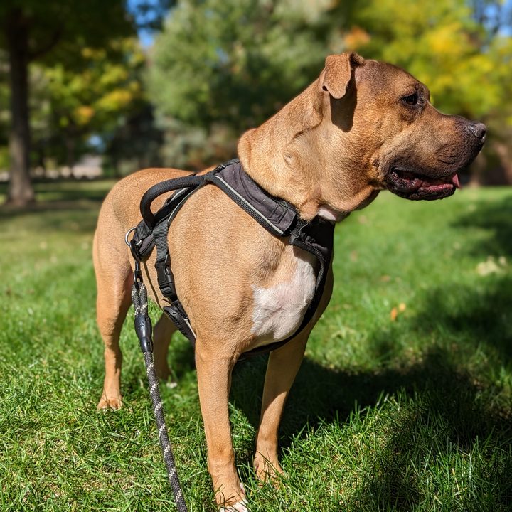 Photo of a dog in portrait mode, taken with the Pixel 7 Pro.
