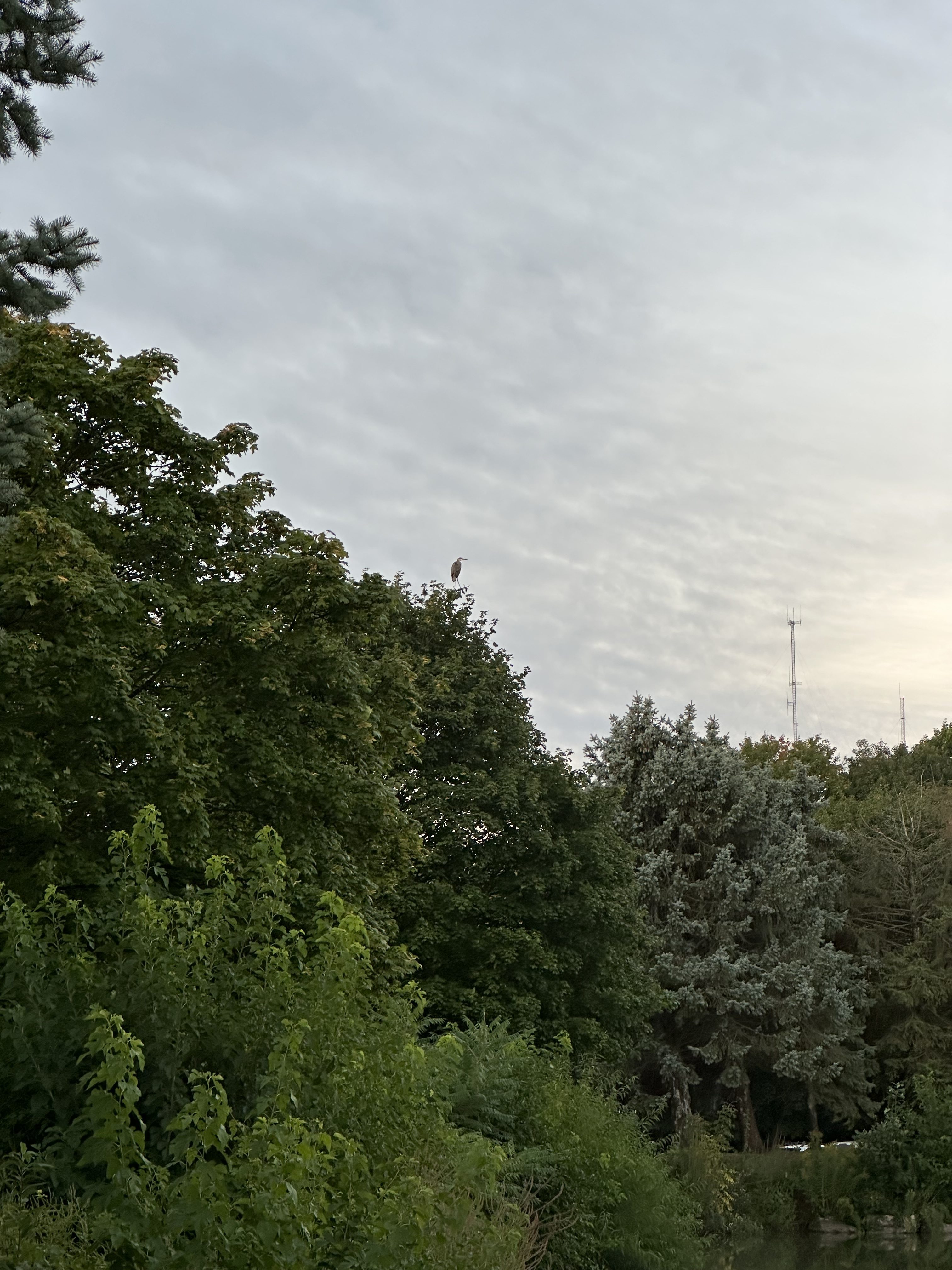 A sandhill crane sitting on a tree, taken with the iPhone 14 Pro Max.