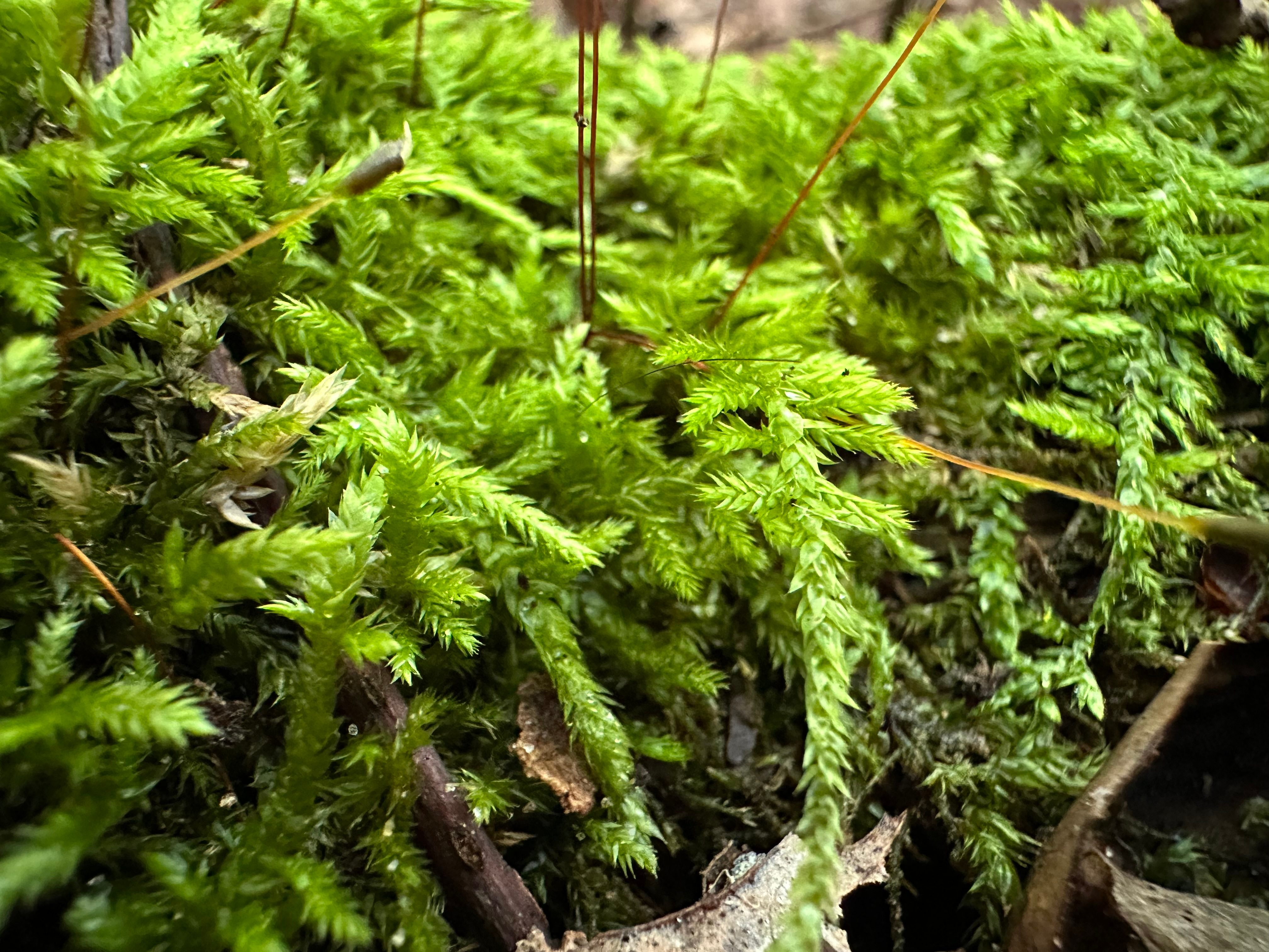 Close-up photo of moss on a tree, taken with the iPhone 14 Pro Max's macro camera.