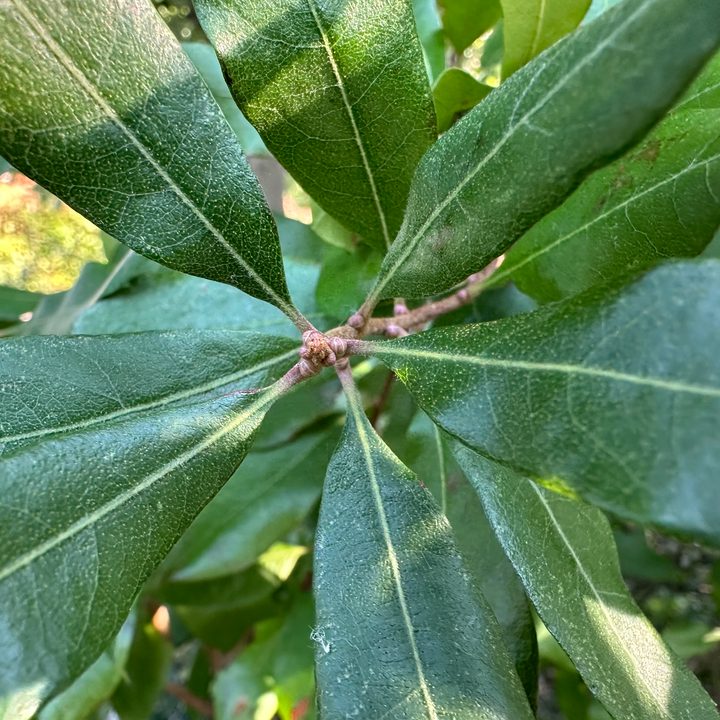 Macro photo of green leaves, taken with the iPhone 14 Pro.