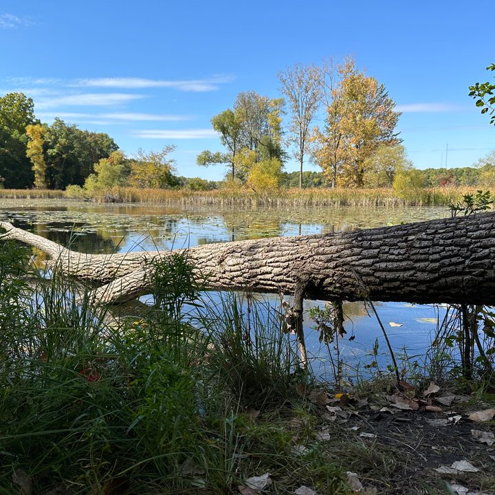 Photo of a downed tree by a lake, taken with the iPhone 14 Pro.
