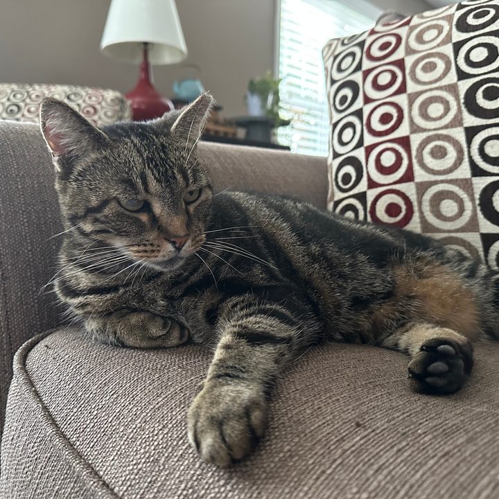 Photo of a cat, taken with the iPhone 14 Pro.