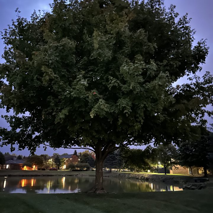A photo of a tree in the dark, taken with the iPhone 14 Pro.