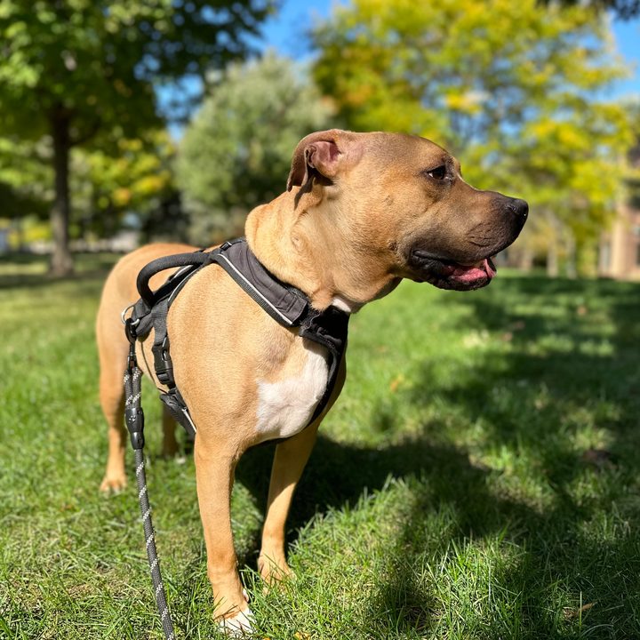 Portrait mode photo of a dog, taken with the iPhone 14 Pro.